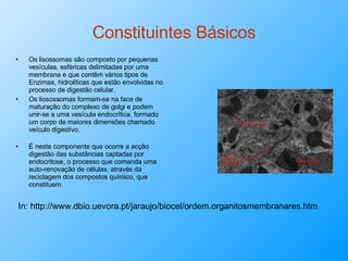 Constituintes Básicos Os lisossomas são composto por pequenas vesículas, esféricas delimitadas por uma membrana e que contêm vários tipos de Enzimas, hidroliticas que estão envolvidas no processo de digestão celular. Os liosossomas formam-se na face de maturação do complexo de golgi e podem unir-se a uma vesícula endocrítica, formado um corpo de maiores dimensões chamado veículo digestivo. É neste componente que ocorre a acção digestão das substâncias captadas por endocritose, o processo que comanda uma auto-renovação de células, através da reciclagem dos compostos químico, que constituem.  In: http://www.dbio.uevora.pt/jaraujo/biocel/ordem.organitosmembranares.htm 