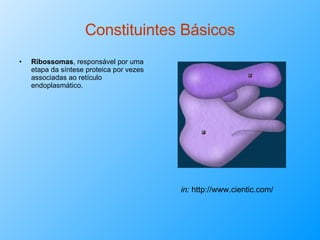 Constituintes Básicos Ribossomas , responsável por uma etapa da síntese proteica por vezes associadas ao retículo endoplasmático. in:  http://www.cientic.com/   