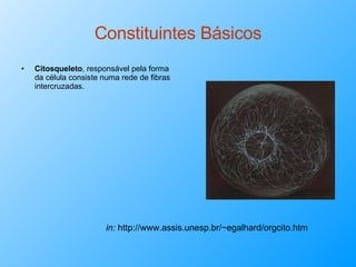 Constituintes Básicos Citosqueleto , responsável pela forma da célula consiste numa rede de fibras intercruzadas.  in:  http://www.assis.unesp.br/~egalhard/orgcito.htm   
