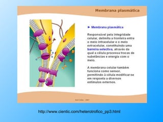 http://www.cientic.com/heterotrofico_pp3.html 
