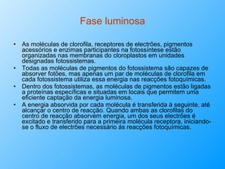 Fase luminosa As moléculas de clorofila, receptores de electrões, pigmentos acessórios e enzimas participantes na fotossíntese estão organizadas nas membranas do cloroplastos em unidades designadas fotossistemas.  Todas as moléculas de pigmentos do fotossistema são capazes de absorver fotões, mas apenas um par de moléculas de clorofila em cada fotossistema utiliza essa energia nas reacções fotoquímicas.  Dentro dos fotossistemas, as moléculas de pigmentos estão ligadas a proteínas específicas e situadas em locais que permitem uma eficiente captação da energia luminosa.  A energia absorvida por cada molécula é transferida á seguinte, até alcançar o centro de reacção. Quando ambas as clorofilas do centro de reacção absorvem energia, um dos seus electrões é excitado e transferido para a primeira molécula receptora, iniciando-se o fluxo de electrões necessário ás reacções fotoquímicas. 