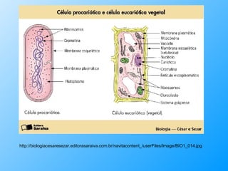 http://biologiacesaresezar.editorasaraiva.com.br/navitacontent_/userFiles/Image/BIO1_014.jpg 