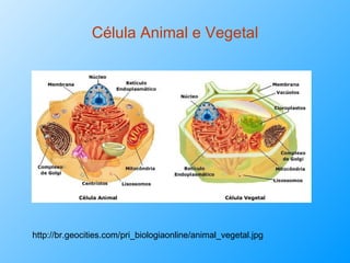 Célula Animal e Vegetal http://br.geocities.com/pri_biologiaonline/animal_vegetal.jpg 