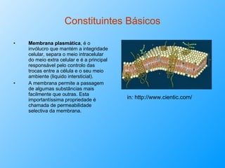 Constituintes Básicos Membrana plasmática , é o invólucro que mantém a integridade celular, separa o meio intracelular do meio extra celular e é a principal responsável pelo controlo das trocas entre a célula e o seu meio ambiente (liquido intersticial).  A membrana permite a passagem de algumas substâncias mais facilmente que outras. Esta importantíssima propriedade é chamada de permeabilidade selectiva da membrana. in :  http://www.cientic.com/ 