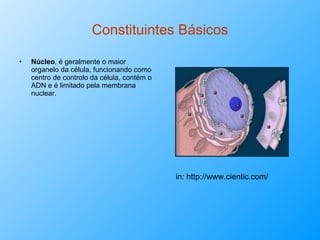 Constituintes Básicos Núcleo , é geralmente o maior organelo da célula, funcionando como centro de controlo da célula, contém o ADN e é limitado pela membrana nuclear. in :  http://www.cientic.com/ 