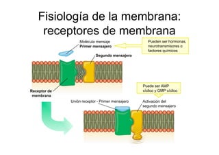 Fisiología de la membrana:
receptores de membrana
Molécula mensaje
Primer mensajero
Receptor de
membrana
Segundo mensajero
Pueden ser hormonas,
neurotransmisores o
factores químicos
Activación del
segundo mensajero
Puede ser AMP
cíclico y GMP cíclico
Unión receptor - Primer mensajero
 