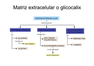 Celula_ Membranas De Secrecion