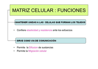Celula_ Membranas De Secrecion
