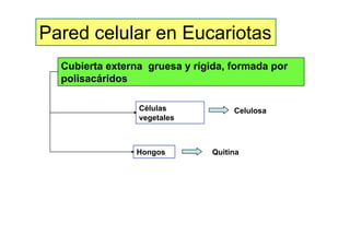 Celula_ Membranas De Secrecion