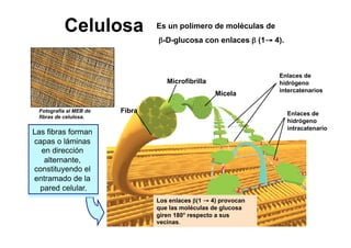 Celula_ Membranas De Secrecion