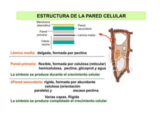 Celula_ Membranas De Secrecion