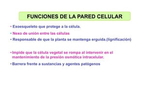 Celula_ Membranas De Secrecion