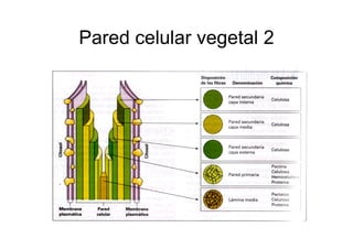Celula_ Membranas De Secrecion