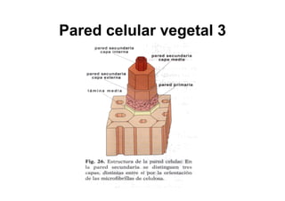 Celula_ Membranas De Secrecion