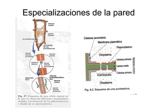 Celula_ Membranas De Secrecion
