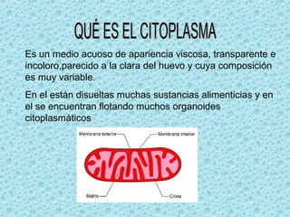 Es un medio acuoso de apariencia viscosa, transparente e
incoloro,parecido a la clara del huevo y cuya composición
es muy variable.
En el están disueltas muchas sustancias alimenticias y en
el se encuentran flotando muchos organoides
citoplasmáticos
 