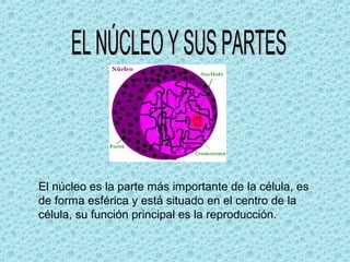 El núcleo es la parte más importante de la célula, es
de forma esférica y está situado en el centro de la
célula, su función principal es la reproducción.
 
