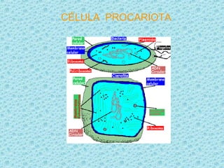 CÉLULA PROCARIOTA
 