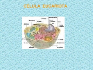 CÉLULA EUCARIOTA
 