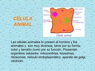 CÉLULA
 ANIMAL


Las células animales lo poseen el hombre y los
animales y son muy diversas, tanto por su forma,
color y tamaño como por su función. Presentan
organelos celulares: mitocondrias, lisosomas,
ribosomas, retículo endoplasmático, aparato de golgi,
centriolo.
 