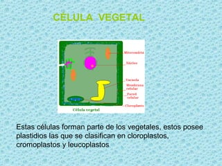 CÉLULA VEGETAL




Estas células forman parte de los vegetales, estos posee
plastidios las que se clasifican en cloroplastos,
cromoplastos y leucoplastos
 