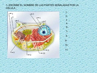 1- ESCRIBE EL NOMBRE DE LAS PARTES SEÑALADAS POR LA
CÉLULA :
                                         1-
                                         2-
                                          3
                                          4-
                                          6-

                                          7-

                                         8-

                                         9-

                                         10-

                                         11-
 