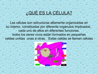 ¿QUÉ ES LA CÉLULA?

    Las células son estructuras altamente organizadas en
 su interior, constituidas por diferente orgánulos implicados,
           cada uno de ellos en diferentes funciones.
      todos los seres vivos están formados en pequeñas
celdas unidas unas a otras. Estas celdas se llaman células
 