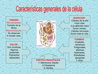 DURACIÓN :
  TAMAÑO:                                  -Células de la piel
Microscópicas:                                Viven días.
Tamaño de la                              -Los glóbulos rojos
    Micra.                                   Duran meses.
Macroscópicas:                            -Células nerviosas
 Se observan                              Duran toda la vida.
A simple vista.
                                             FORMAS :
                                              Ovaladas,
  COLOR ;                                     cilíndricas
Son incoloras,                               Poligonales,
   Algunos                                     elípticas,
  presentan                                  Aplanadas,
 Pigmentos                                   Estrelladas,
 especiales                                   alargadas
                  PARTES PRINCIPALES :         Y otras.
                   1- Membrana Celular.
                       2-Citoplasma
                        3- Núcleo.
 