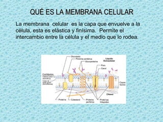 La membrana celular es la capa que envuelve a la
célula, esta es elástica y finísima. Permite el
intercambio entre la célula y el medio que lo rodea.
 