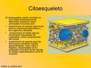 Citoesqueleto El citoesqueleto celular consiste en una malla tridimensional de filamentos proteicos cuyas principales funciones son: •   proporcionar el soporte estructural para la membrana plasmática y los orgánulos celulares   proporcionar el medio para el movimiento intracelular de organelas y otros componentes del citosol proporcionar el soporte para las estructuras celulares móviles especializadas, como cilios y flagelos, responsables de la propiedad contráctil de las células en tejidos especializados como el músculo Volver a ¿Cómo es? 