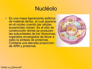 Nucléolo Es una masa ligeramente esférica de material denso, el cual aparece en el núcleo cuando las células eucariontes crecen. Es el sitio de construcción donde se producen las subunidades de los ribosomas, organelos encargados de llevar a cabo la síntesis de proteínas. Contiene una elevada proporción de ARN y proteínas  Volver a ¿Cómo es? 