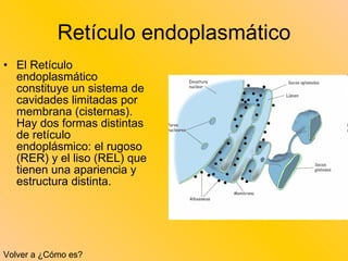 Retículo endoplasmático El Retículo endoplasmático constituye un sistema de cavidades limitadas por membrana (cisternas). Hay dos formas distintas de retículo endoplásmico: el rugoso (RER) y el liso (REL) que tienen una apariencia y estructura distinta.  Volver a ¿Cómo es? 