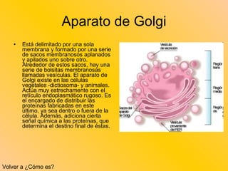 Aparato de Golgi Está delimitado por una sola membrana y formado por una serie de sacos membranosos aplanados y apilados uno sobre otro. Alrededor de estos sacos, hay una serie de bolsitas membranosas llamadas vesículas. El aparato de Golgi existe en las células vegetales -dictiosoma- y animales. Actúa muy estrechamente con el retículo endoplasmático rugoso. Es el encargado de distribuir las proteínas fabricadas en este último, ya sea dentro o fuera de la célula. Además, adiciona cierta señal química a las proteínas, que determina el destino final de éstas.  Volver a ¿Cómo es? 