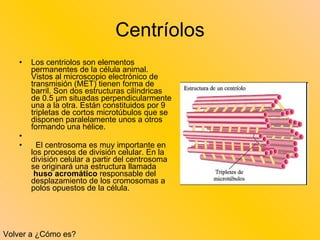 Centríolos Los centriolos son elementos permanentes de la célula animal. Vistos al microscopio electrónico de transmisión (MET) tienen forma de barril. Son dos estructuras cilíndricas de 0.5 μm situadas perpendicularmente una a la otra. Están constituidos por 9 tripletas de cortos microtúbulos que se disponen paralelamente unos a otros formando una hélice.       El centrosoma es muy importante en los procesos de división celular. En la división celular a partir del centrosoma se originará una estructura llamada   huso acromático  responsable del desplazamiento de los cromosomas a polos opuestos de la célula. Volver a ¿Cómo es? 