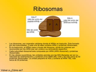 Ribosomas Los ribosomas, son organelos celulares donde el ARNm es traducido. Esta formado por dos subunidades, y cada una de ellas contiene ARNr y proteínas ribosomales.  En la traducción, el ARNm pasa a través del ribosoma, donde los codones son reconocidos por los ARNt que van unidos a su aminoácido específico. Cada subunidad ribosomal esta compuesta por ARNt (ARN ribosomal) y proteínas ribosomales. En las células eucarióticas, las unidades grandes son las 60S (llamadas así por su velocidad de sedimentación) y contienen a los ARNt 28S, 5.8S y 5S más cerca de 50 proteínas ribosomales. La unidad pequeña es 40S y contiene al ARNt 18S, más cerca de 30 proteínas. Volver a ¿Cómo es? 