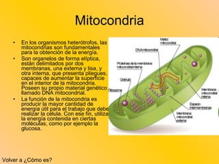 Mitocondria En los organismos heterótrofos, las mitocondrias son fundamentales para la obtención de la energía.  Son organelos de forma elíptica, están delimitados por dos membranas, una externa y lisa, y otra interna, que presenta pliegues, capaces de aumentar la superficie en el interior de la mitocondria. Poseen su propio material genético llamado DNA mitocondrial.  La función de la mitocondria es producir la mayor cantidad de energía útil para el trabajo que debe realizar la célula. Con ese fin, utiliza la energía contenida en ciertas moléculas, como por ejemplo la glucosa. Volver a ¿Cómo es? 