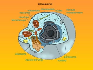 citoesqueleto ribosomas núcleo peroxisoma nucléolo Aparato de  Golgi citoplasma Membrana plasmática centríolos mitocondria Retículo  endoplasmático Célula animal 