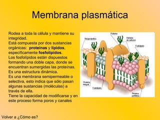 Membrana plasmática Volver a ¿Cómo es? Rodea a toda la célula y mantiene su integridad.  Está compuesta por dos sustancias orgánicas:   proteínas  y  lípidos , específicamente  fosfolípidos .  Los fosfolípidos están dispuestos formando una doble capa, donde se encuentran sumergidas las proteínas.  Es una estructura dinámica.  Es una membrana semipermeable o selectiva, esto indica que sólo pasan algunas sustancias (moléculas) a través de ella.  Tiene la capacidad de modificarse y en este proceso forma poros y canales 