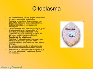 Citoplasma Es una estructura celular que se ubica entre la membrana celular y el núcleo.  Contiene un conjunto de estructuras muy pequeñas, llamadas organelos celulares.  Está constituido por una sustancia semilíquida.  Químicamente, está formado por agua, y en él se encuentran en suspensión, o disueltas, distintas sustancias como proteínas, enzimas, líquidos, hidratos de carbono, sales minerales, etcétera.  Funciones del citoplasma   Nutritiva. Al citoplasma se incorporan una serie de sustancias, que van a ser transformadas o desintegradas para liberar energía.  De almacenamiento. En el citoplasma se almacenan ciertas sustancias de reserva.  Estructural. El citoplasma es el soporte que da forma a la célula y es la base de sus movimientos.  Volver a ¿Cómo es? 