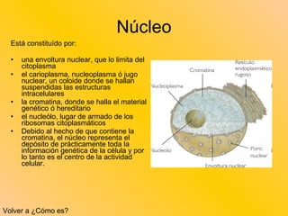Núcleo Está constituído por: una envoltura nuclear, que lo limita del citoplasma el carioplasma, nucleoplasma ó jugo nuclear, un coloide donde se hallan suspendidas las estructuras intracelulares la cromatina, donde se halla el material genético ó hereditario el nucleólo, lugar de armado de los ribosomas citoplasmáticos Debido al hecho de que contiene la cromatina, el núcleo representa el depósito de prácticamente toda la información genética de la célula y por lo tanto es el centro de la actividad celular. Volver a ¿Cómo es? 