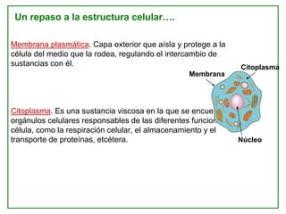 Membrana plasmática. Capa exterior que aísla y protege a la
célula del medio que la rodea, regulando el intercambio de
sustancias con él.
Citoplasma. Es una sustancia viscosa en la que se encuentran los
orgánulos celulares responsables de las diferentes funciones de la
célula, como la respiración celular, el almacenamiento y el
transporte de proteínas, etcétera.
Membrana
Citoplasma
Núcleo
Un repaso a la estructura celular….
 