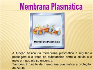 A função básica da membrana plasmática é regular a
passagem e a troca de substâncias entre a célula e o
meio em que ela se encontra.
Também é função da membrana plasmática a proteção
da célula.
 