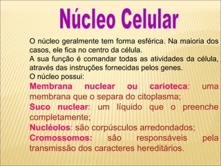 O núcleo geralmente tem forma esférica. Na maioria dos
casos, ele fica no centro da célula.
A sua função é comandar todas as atividades da célula,
através das instruções fornecidas pelos genes.
O núcleo possui:
Membrana nuclear ou carioteca: uma
membrana que o separa do citoplasma;
Suco nuclear: um líquido que o preenche
completamente;
Nucléolos: são corpúsculos arredondados;
Cromossomos: são responsáveis pela
transmissão dos caracteres hereditários.
 