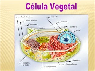 Parede Celulósica
Memb. Plasmátia
Nucléolo
Cromatina
Cariteoca
Poro
Complexo
de Golgi
Mitocôndria
Ergastoplasma
Ribossomo
Cloroplasto
Vacúolo
 