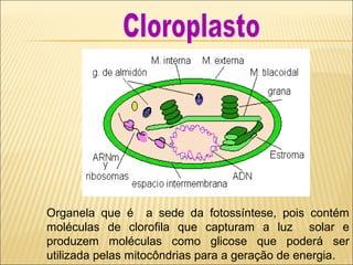 Organela que é a sede da fotossíntese, pois contém
moléculas de clorofila que capturam a luz solar e
produzem moléculas como glicose que poderá ser
utilizada pelas mitocôndrias para a geração de energia.
 
