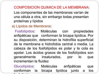 COMPOSICION QUIMICA DE LA MEMBRANA:
Los componentes de las membranas varían de
una célula a otra, sin embargo todas presentan
proteínas y lípidos
a) Lípidos de Membrana:
Fosfolípidos: Moléculas con propiedades
anfipáticas que conforman la bicapa lipídica. Por
su disposición, determinan la hidrofilia superficial
de la membrana e hidrofobia central o media. La
cabeza de los fosfolípidos es polar y la cola es
apolar. Los ácidos grasos de los fosfolípidos son
generalmente insaturados, por lo que
incrementan la fluidez
Glucolípidos: Moléculas anfipáticas que
conforman la bicapa lipídica junto a los
 