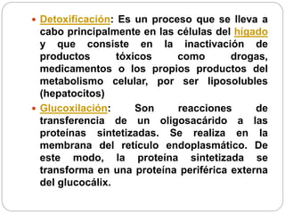  Detoxificación: Es un proceso que se lleva a
cabo principalmente en las células del hígado
y que consiste en la inactivación de
productos tóxicos como drogas,
medicamentos o los propios productos del
metabolismo celular, por ser liposolubles
(hepatocitos)
 Glucoxilación: Son reacciones de
transferencia de un oligosacárido a las
proteínas sintetizadas. Se realiza en la
membrana del retículo endoplasmático. De
este modo, la proteína sintetizada se
transforma en una proteína periférica externa
del glucocálix.
 