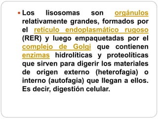  Los lisosomas son orgánulos
relativamente grandes, formados por
el retículo endoplasmático rugoso
(RER) y luego empaquetadas por el
complejo de Golgi que contienen
enzimas hidrolíticas y proteolíticas
que sirven para digerir los materiales
de origen externo (heterofagia) o
interno (autofagia) que llegan a ellos.
Es decir, digestión celular.
 