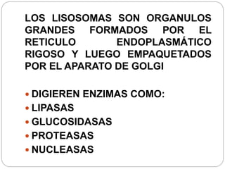 LOS LISOSOMAS SON ORGANULOS
GRANDES FORMADOS POR EL
RETICULO ENDOPLASMÁTICO
RIGOSO Y LUEGO EMPAQUETADOS
POR EL APARATO DE GOLGI
 DIGIEREN ENZIMAS COMO:
 LIPASAS
 GLUCOSIDASAS
 PROTEASAS
 NUCLEASAS
 