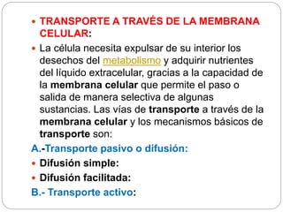  TRANSPORTE A TRAVÉS DE LA MEMBRANA
CELULAR:
 La célula necesita expulsar de su interior los
desechos del metabolismo y adquirir nutrientes
del líquido extracelular, gracias a la capacidad de
la membrana celular que permite el paso o
salida de manera selectiva de algunas
sustancias. Las vías de transporte a través de la
membrana celular y los mecanismos básicos de
transporte son:
A.-Transporte pasivo o difusión:
 Difusión simple:
 Difusión facilitada:
B.- Transporte activo:
 
